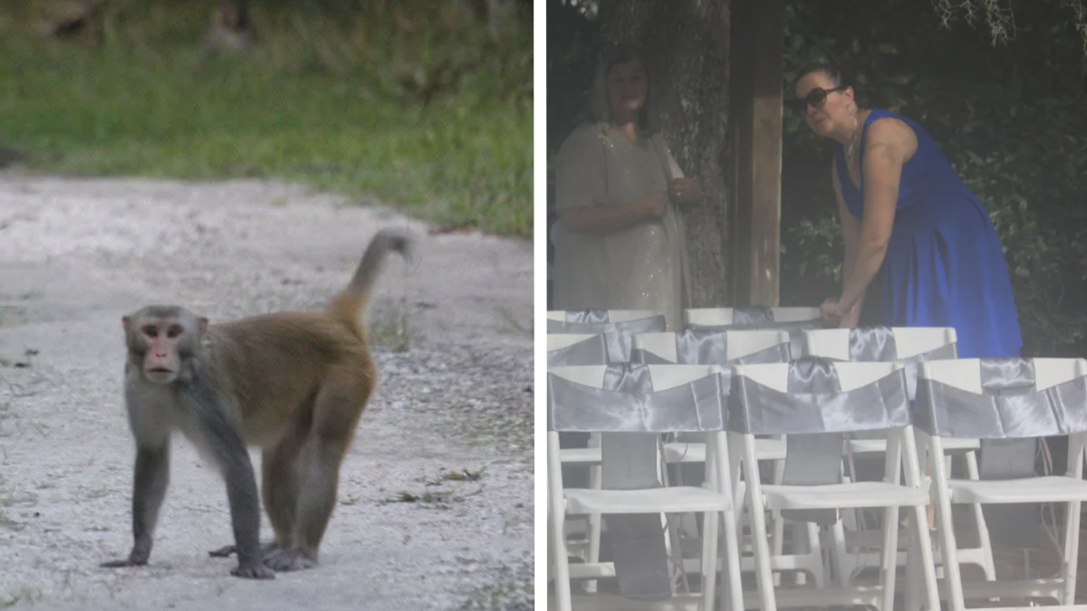 ‘MAGA Monkeys’ Crash Florida Wedding: ‘Something You Think the Government Would Handle’