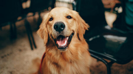 Oregon Landlord Steals Tenant's Support Dog Then Holds Her Hostage