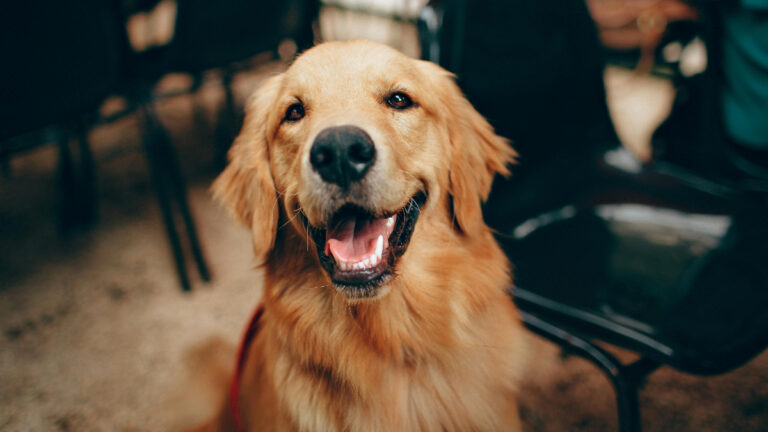 Portland Landlord Kidnaps Tenant’s Support Dog Then ‘Holds Her Hostage for $500’ As Eviction Threat: ‘This Is Terrible’ Oregon Landlord Steals Tenant's Support Dog Then Holds Her Hostage