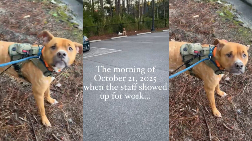 South Carolina Shelter Staff Find Thirsty Dog Chained to Their Fence: ‘This is really sad’ Three photos from outside an animal shelter in Beaufort County, South Carolina. The images depict a thirsty and hungry dog shelter staff found chained to a nearby fence when they arrived for work on October 21st.