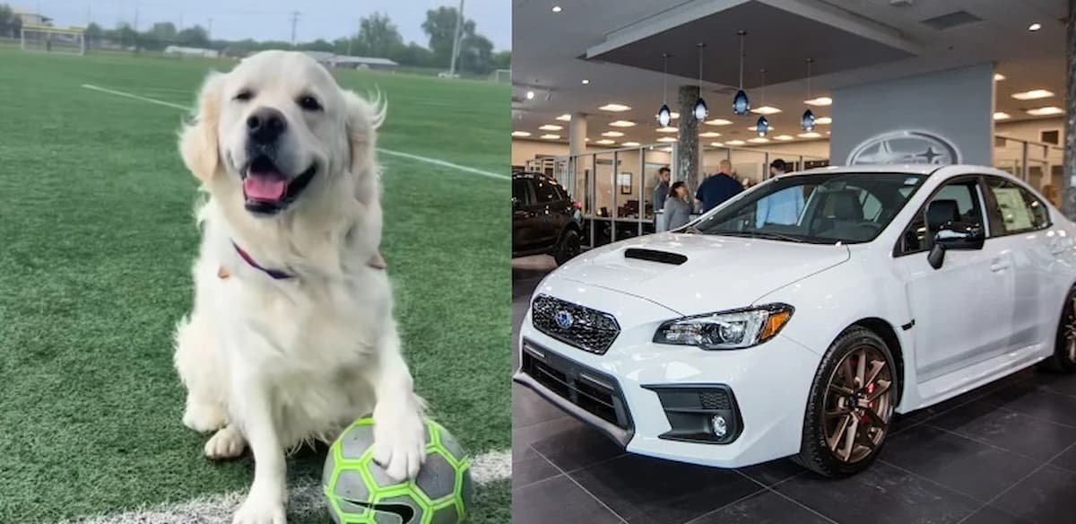 Texas Dealership Sparks Outrage After Taking Beloved Dog From Laid-Off Employee: ‘Dogs Are Family, Not Marketing Tools’