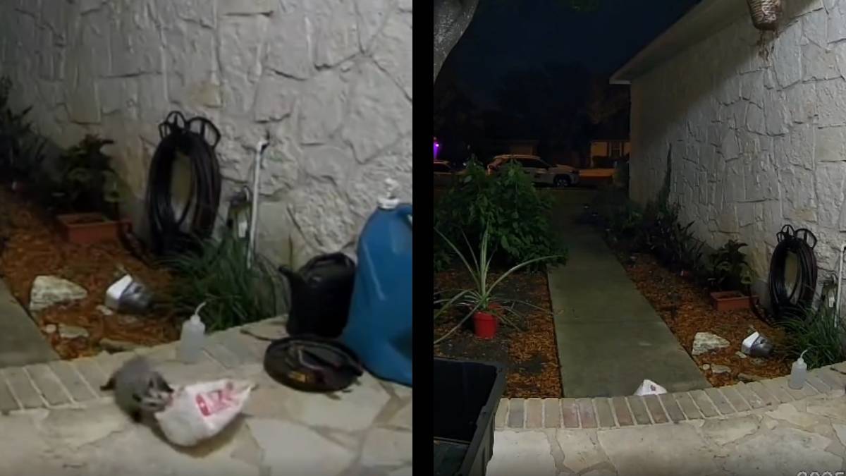 Texas Porch Pirate Caught on Video, but Theft Victim Unable To Do Anything About It: ‘Move over, Pizza Rat’