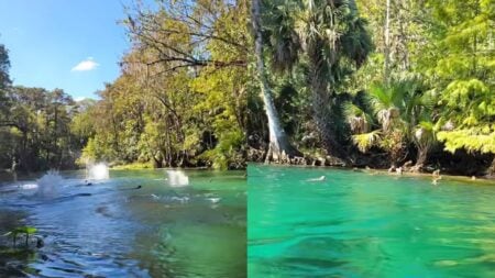 Chaotic Scene in Silver Springs Florida as Dozens of Monkeys Jump Into Water to Swim to the Other Side: ‘I Would Be Terrified Because What the Hell Are They Running From?’ A picture of the Florida monkeys.