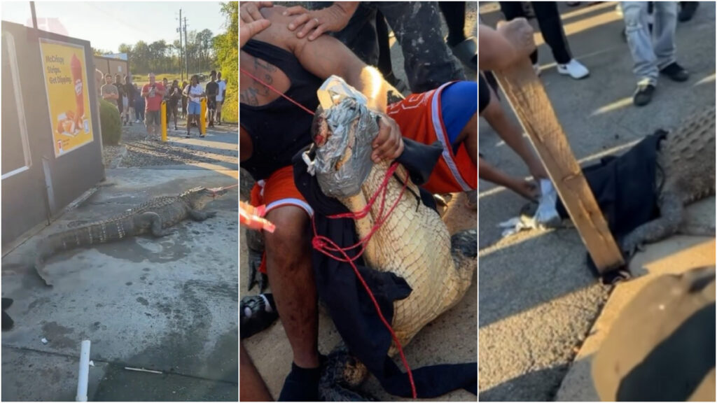 Alligator caught using duct tape