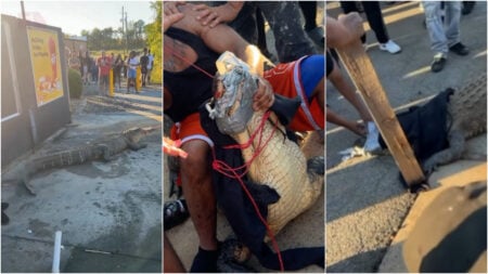 Alligator caught using duct tape