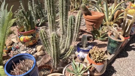 Arizona HOA Destroys Botanist's Garden of Rare Plants