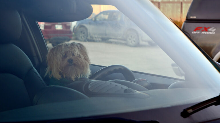 Arizona Woman Breaks Car Window to Save Dying Dog from Heat Stroke