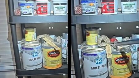 Arizona hibernating Rattlesnake