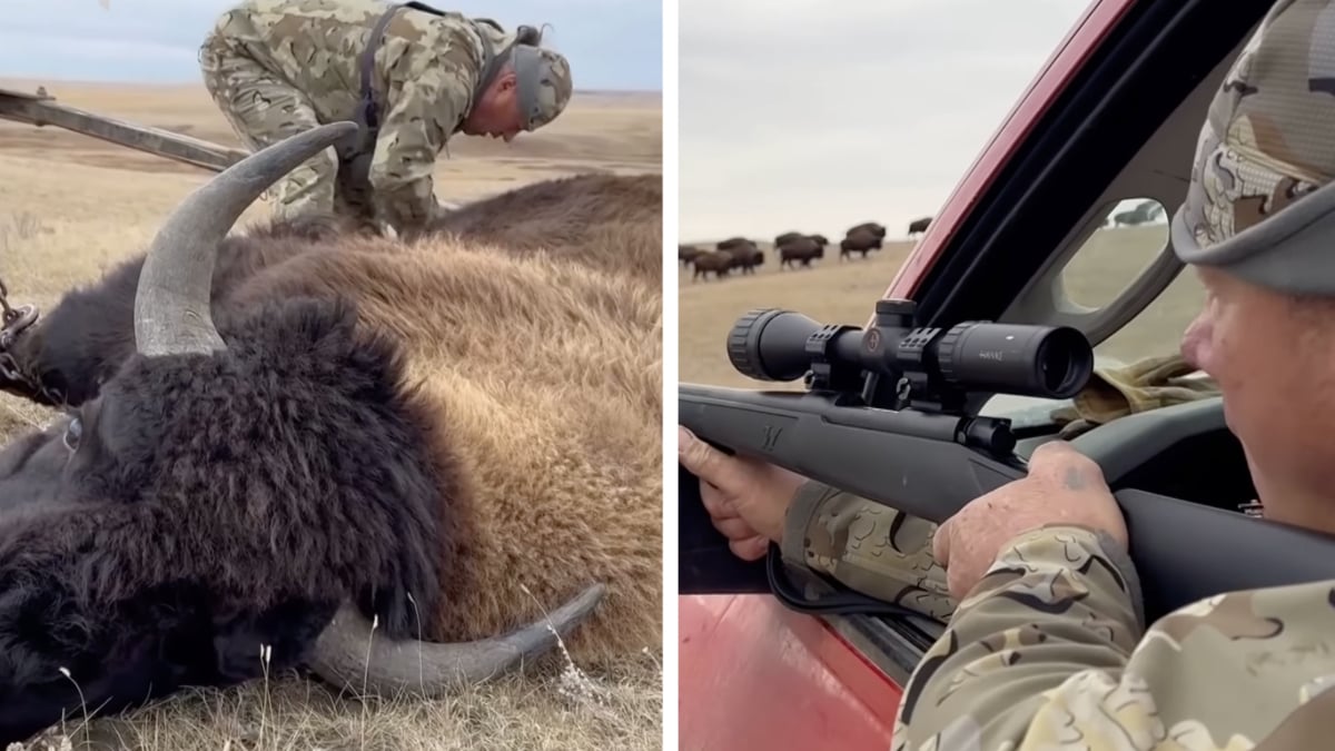 Montana Native American Tribes Hunt Restored Buffalo To Survive After Government Shutdown Reduced Food Aid: ‘The Donald Trump Effect’