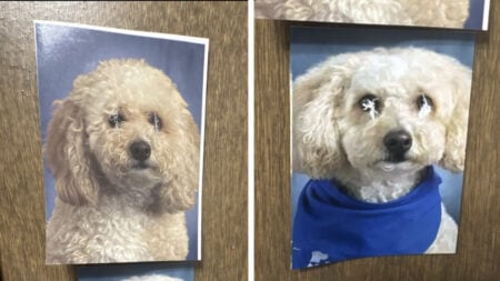 Texas Whataburger Worker Scratches Pet Dog’s Eyes Out of Manager’s Photos at Work