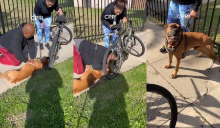 dog rescue cpr on california streets