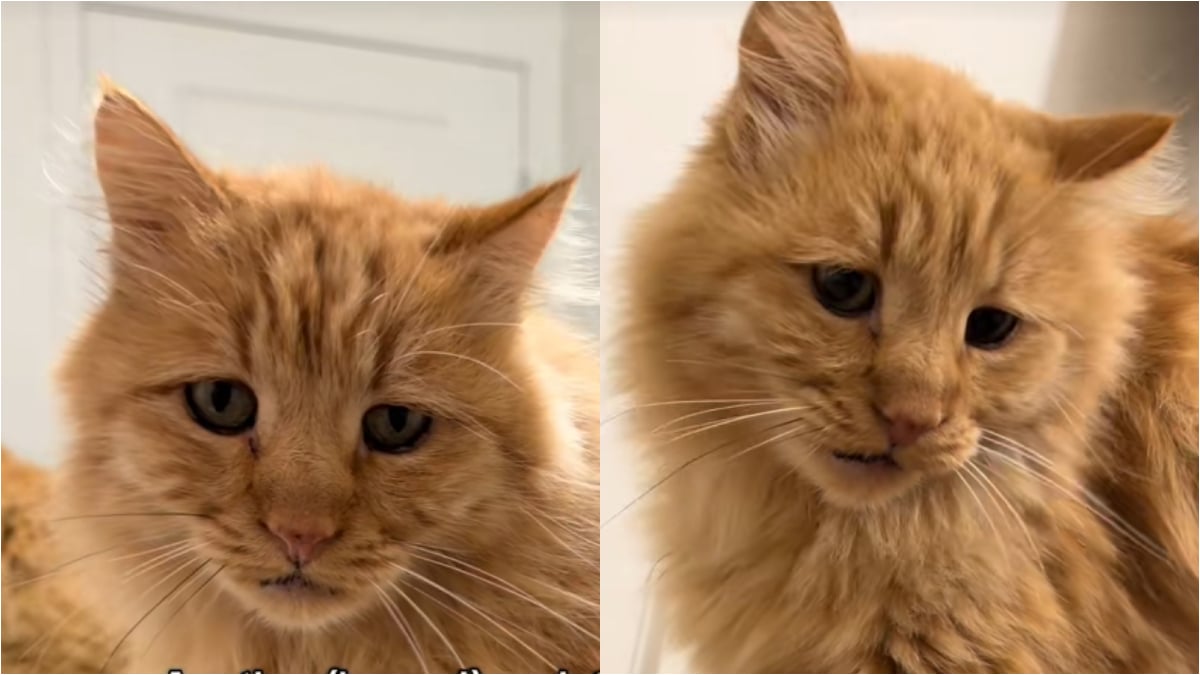 Toothless Utah Cat Left Behind After ICE Deports Owner, Gets Heartwarming 2nd Chance But ‘He Waits for Someone Who is Not Coming Home’
