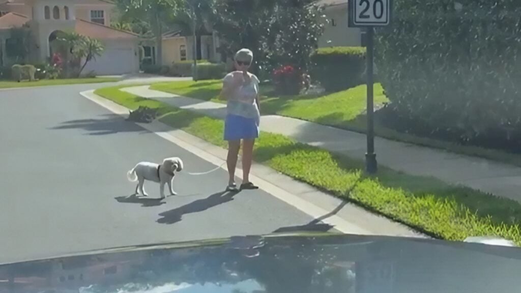 Entitled Florida Woman Slammed for Blocking Road to Walk Her Dog Despite Empty Sidewalk: ‘Not Legal by the Way’ Karen florida road block