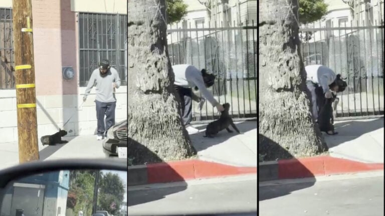 Abusive Dog Owner Seen Yanking and Dragging His Pet While Out for a Walk in California: ‘That Dog Is Petrified of Him’ California Man Abuses Dog